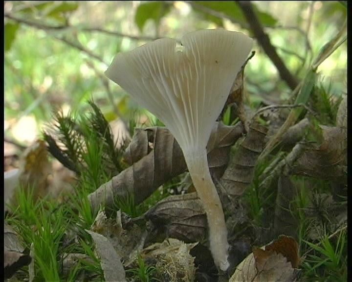 Clitocybe phaeophthalma var. gibboides (Raithelh.) Bon